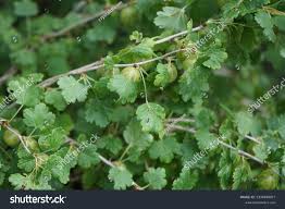 Attēlu rezultāti vaicājumam “Ribes uva-crispa leaf”