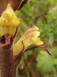 Attēlu rezultāti vaicājumam “Orobanche reticulata flower”