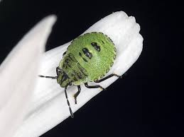 Attēlu rezultāti vaicājumam “Acanthosoma haemorrhoidale imago”