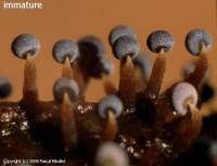 Attēlu rezultāti vaicājumam “Physarum album spores”