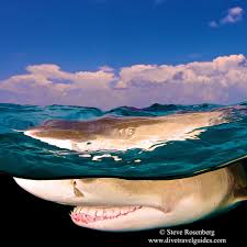 Image result for Negaprion brevirostris