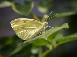 Attēlu rezultāti vaicājumam “Pieris rapae female”