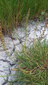 Attēlu rezultāti vaicājumam “Triglochin maritimum flower”