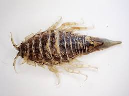 Attēlu rezultāti vaicājumam “Saduria entomon”