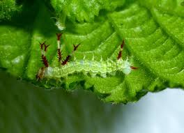 Attēlu rezultāti vaicājumam “Aglia tau”