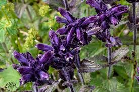 Attēlu rezultāti vaicājumam “Orobanchaceae”