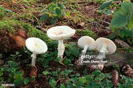 Attēlu rezultāti vaicājumam “Amanita citrina”