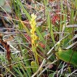 Attēlu rezultāti vaicājumam “Hammarbya paludosa leaf”