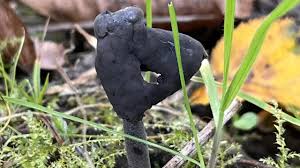 Attēlu rezultāti vaicājumam “Helvella atra”