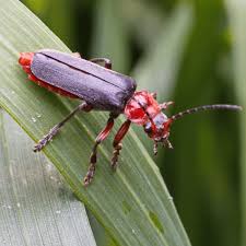Attēlu rezultāti vaicājumam “Cantharidae”