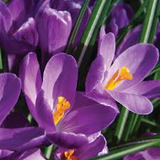 Attēlu rezultāti vaicājumam “Crocus vernus subsp. vernus flower”