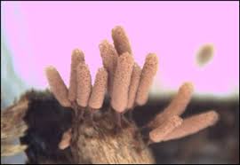 Attēlu rezultāti vaicājumam “Badhamia dubia macro”