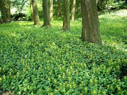Attēlu rezultāti vaicājumam “Lamiastrum galeobdolon bud”