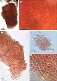 Attēlu rezultāti vaicājumam “Hildenbrandia rivularis”