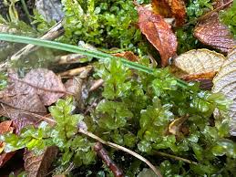 Attēlu rezultāti vaicājumam “Pseudobryum cinclidioides”