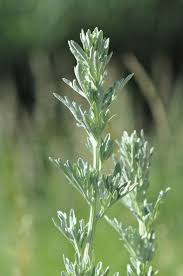 Image result for Artemisia absinthium