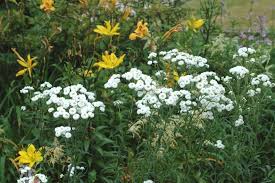 Image result for Achillea Ptarmica