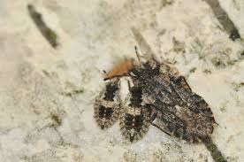 Attēlu rezultāti vaicājumam “Aradus betulae”