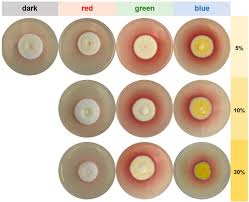 Attēlu rezultāti vaicājumam “Cribraria martinii spores”
