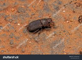 Attēlu rezultāti vaicājumam “Aphodius subterraneus imago”