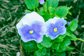 Image result for Ipomoea Heavenly Blue