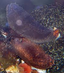 Image result for Cucumaria frondosa