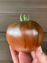 Afbeeldingsresultaat voor black sea man tomato