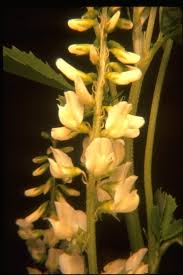 Attēlu rezultāti vaicājumam “Melilotus albus fruit”