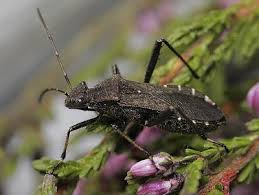 Attēlu rezultāti vaicājumam “Alydus calcaratus imago”