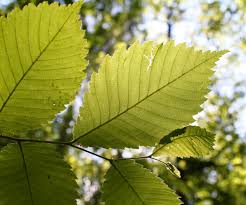 Attēlu rezultāti vaicājumam “Ulmus laevis fruit”
