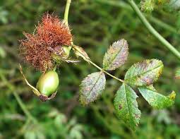 Attēlu rezultāti vaicājumam “Diplolepis rosae”