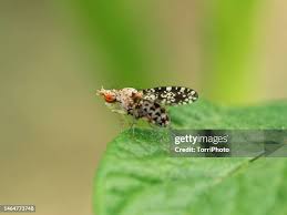 Attēlu rezultāti vaicājumam “Trypetoptera punctulata”