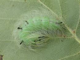 Attēlu rezultāti vaicājumam “Acronicta leporina larva”