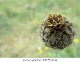 Attēlu rezultāti vaicājumam “Centaurea scabiosa bud”