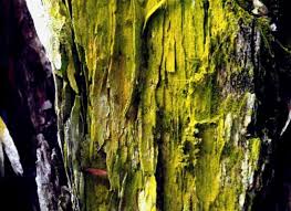 Attēlu rezultāti vaicājumam “Chrysothrix candelaris”