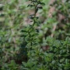 Attēlu rezultāti vaicājumam “Thymus serpyllum”