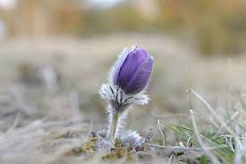 Image result for Kuhschelle