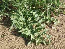 Attēlu rezultāti vaicājumam “Sisymbrium altissimum leaf”