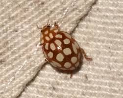 Attēlu rezultāti vaicājumam “Sospita vigintiguttata”