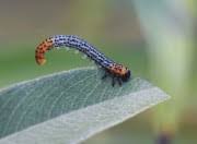 Attēlu rezultāti vaicājumam “Nematus salicis”