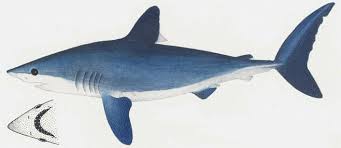 Image result for Lamna nasus