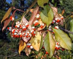 Attēlu rezultāti vaicājumam “Euonymus fruit”