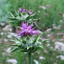 Image result for Silybum marianum