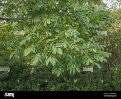 Attēlu rezultāti vaicājumam “Juglans ailanthifolia”