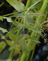 Attēlu rezultāti vaicājumam “Sium latifolium”