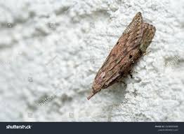 Attēlu rezultāti vaicājumam “Aphomia sociella female”