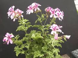 Attēlu rezultāti vaicājumam “Lamproderma nigrescens young”