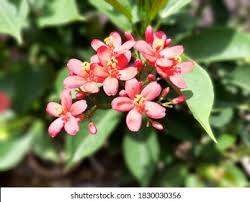 Attēlu rezultāti vaicājumam “Asclepiadaceae”