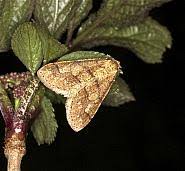 Attēlu rezultāti vaicājumam “Agriopis marginaria”