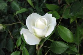 「アイスバーグ」の画像検索結果